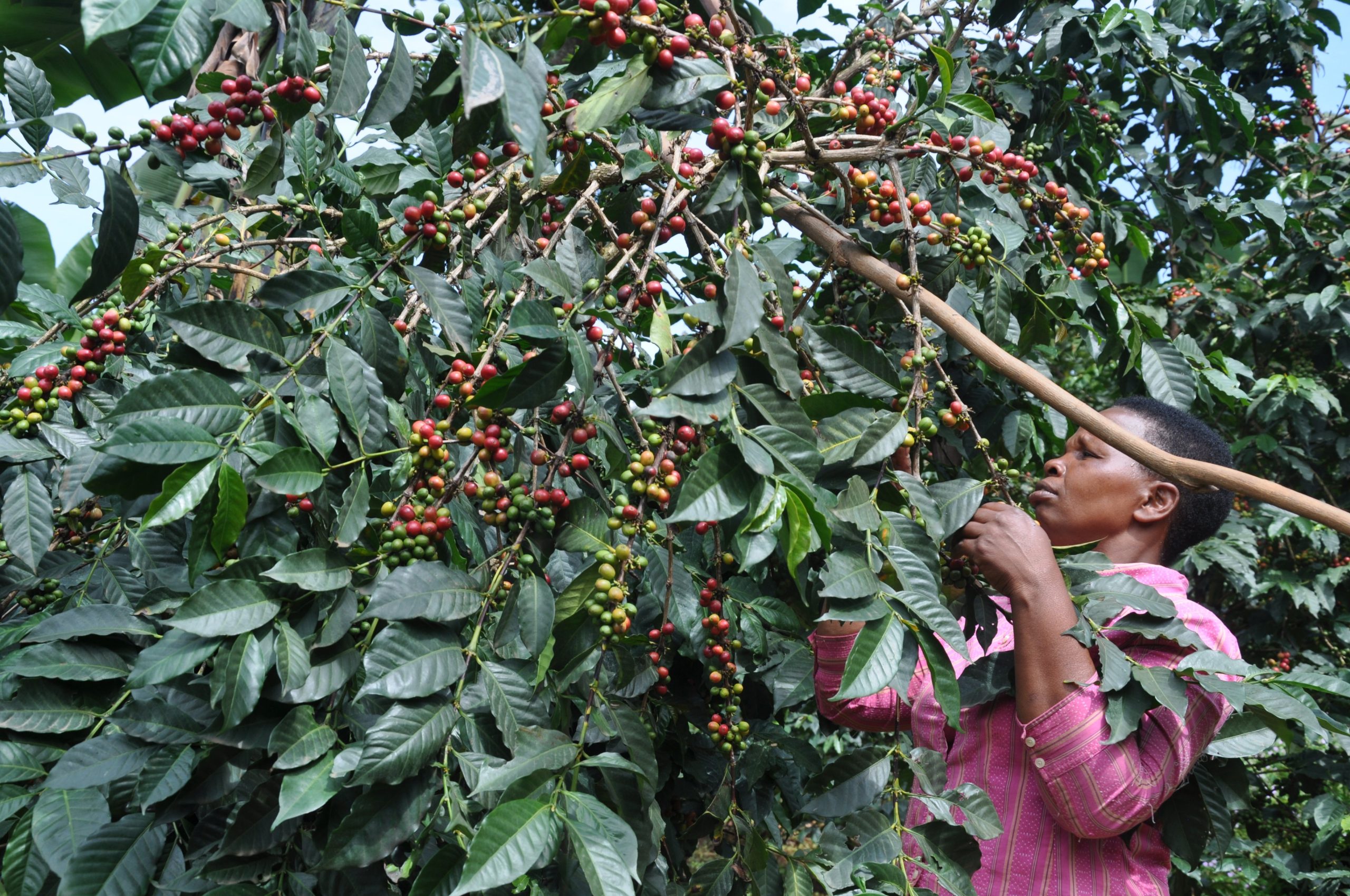 Government makes significant progress in the agricultural sector under the NRM