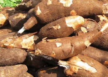 African Agribusiness Incubators Network, FAO, and MAAIF Unite to host Agrifood Investment and Financing Conference in Kampala