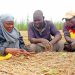 Climate-Smart Vegetable Seeds set to drive Smallholder Resilience in Sahel and West Africa